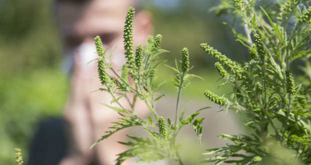 Mire vagyok allergiás?