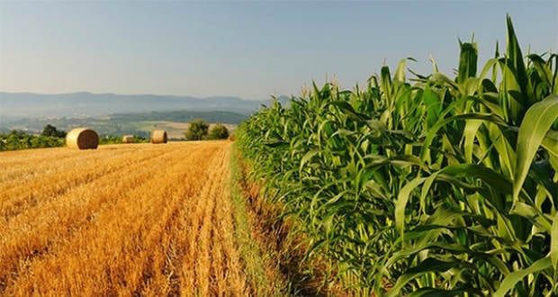 Vegyszeres permetezés várható a Beregszászi és a Munkácsi járásban