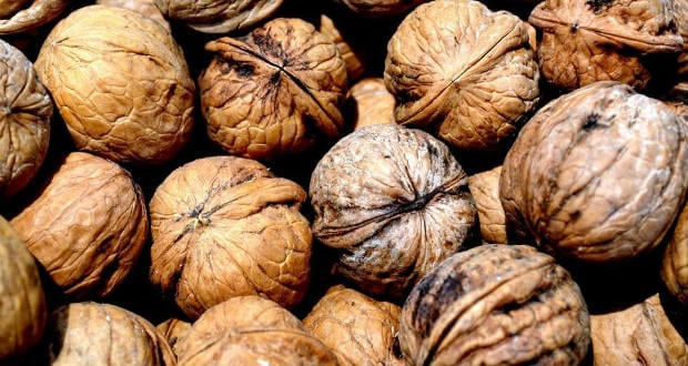 Takáts Gyula: Rigórúgta dió