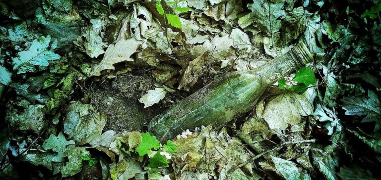 Nap képe. Makó András fotója.