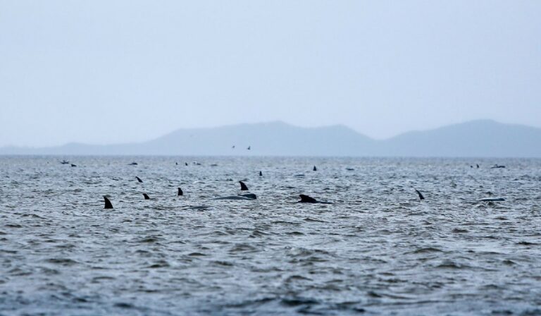 Több mint száz partra sodort delfint sikerült megmenteni
