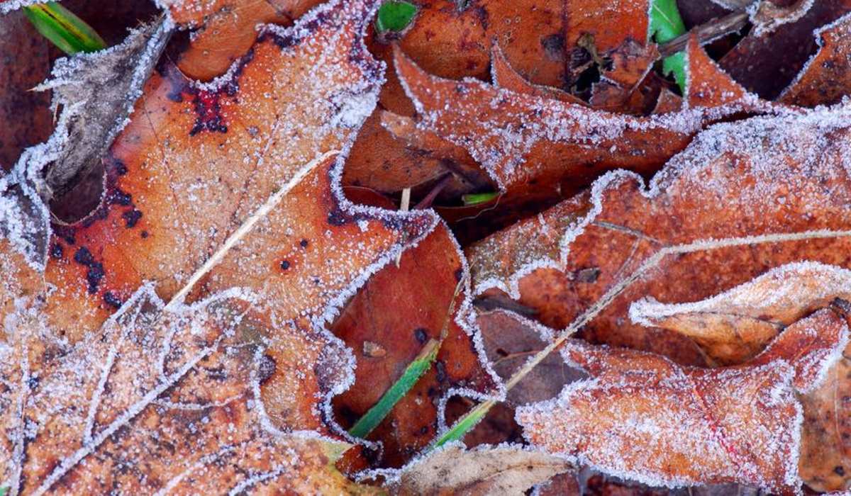 fagy talajmenti levelek