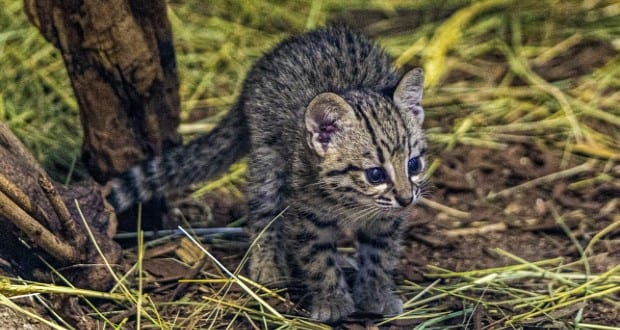 Ritka macskaféle született a Nyíregyházi Állatparkban