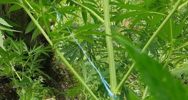 Marihuána-ültetvényt találtak Bila Cerkván