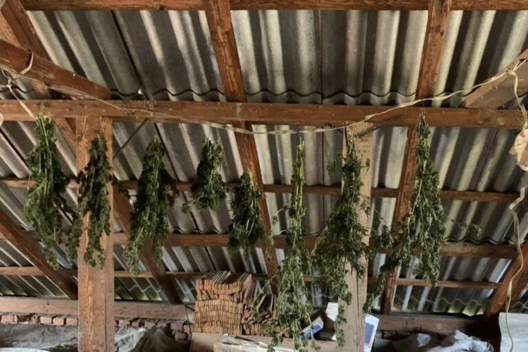 Közel egy kilogramm marihuánát foglaltak le a Munkácsi járásban