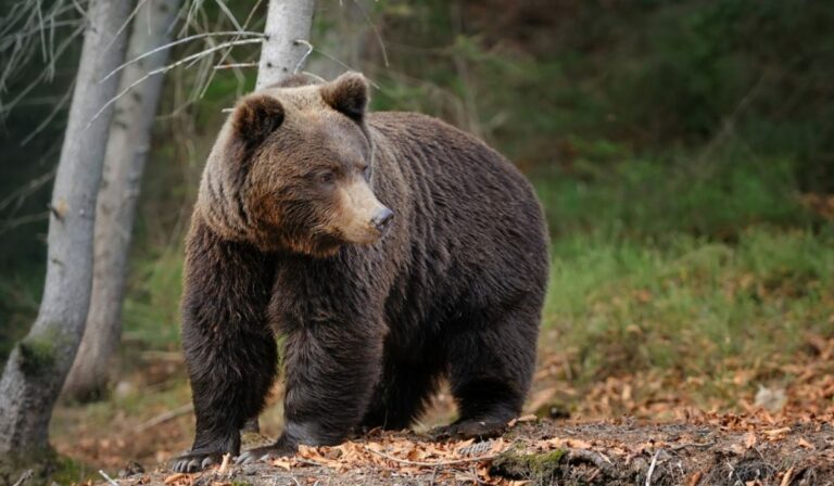 Medvetámadásban életét vesztette egy fiatal nő Romániában