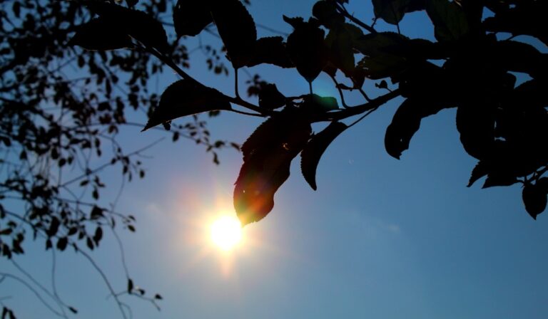 ősz napsütés falevél ágak