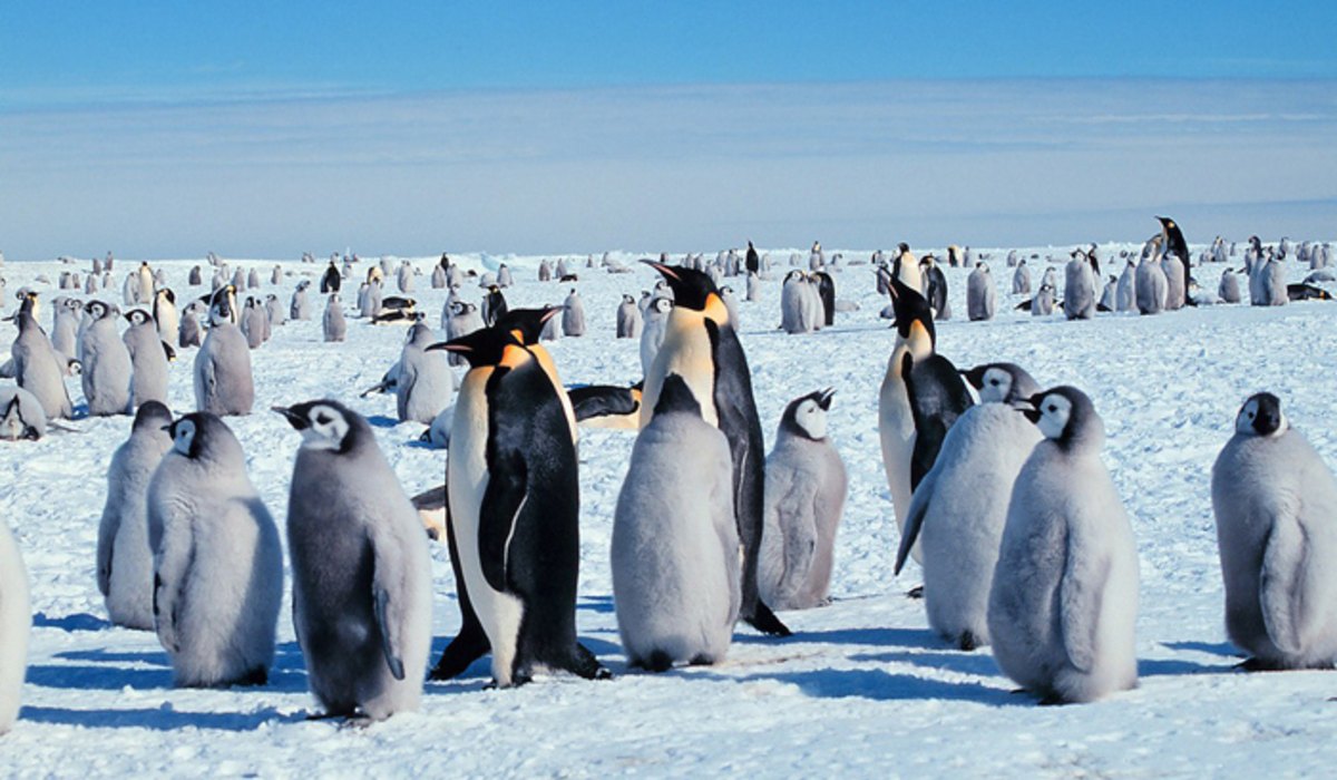 Déli-sark pingvinek