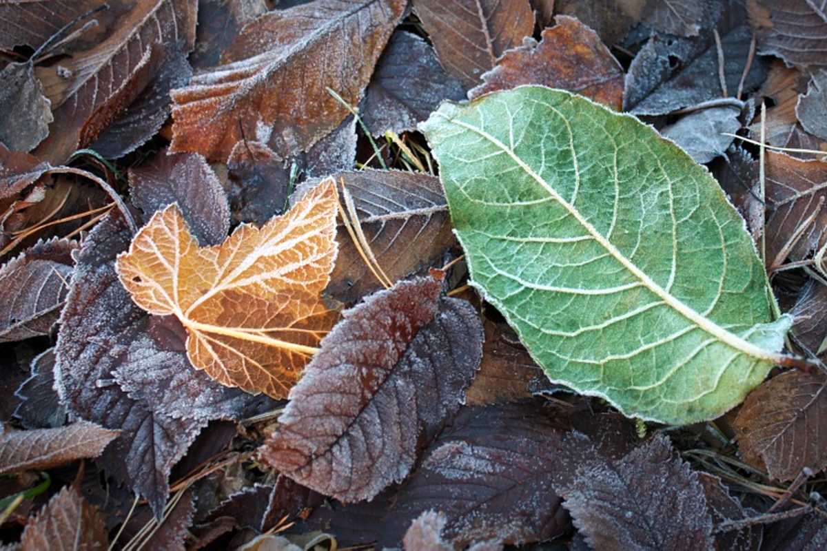 fagy levelek ősz