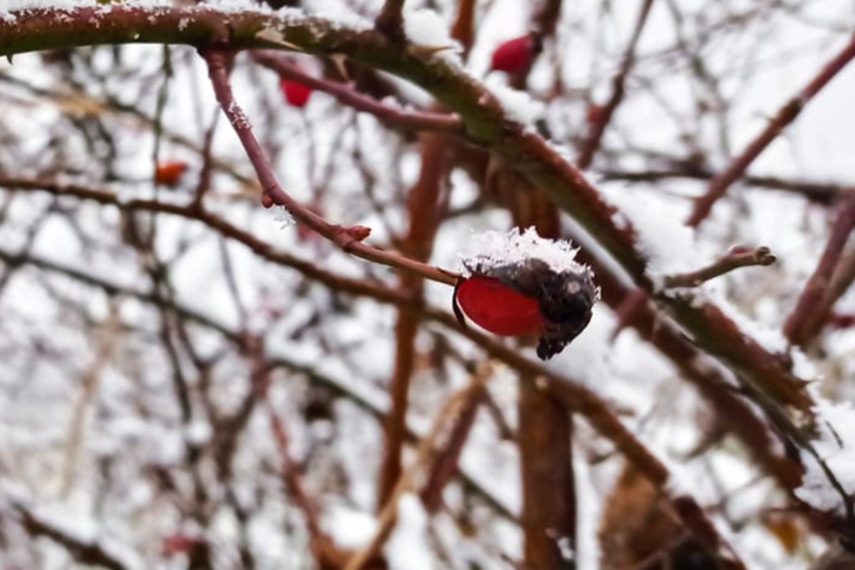 tél csipkebogyó