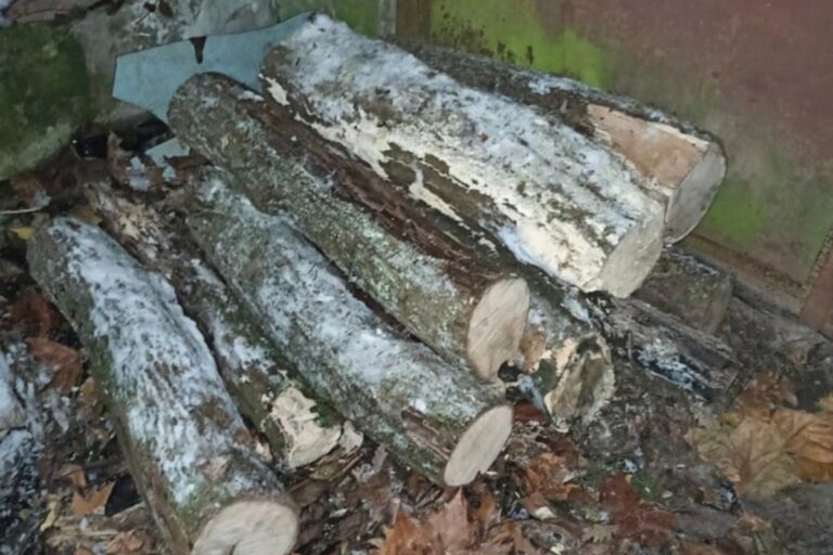 Fát loptak az Ungvári Nemzeti Egyetem botanikus kertjéből