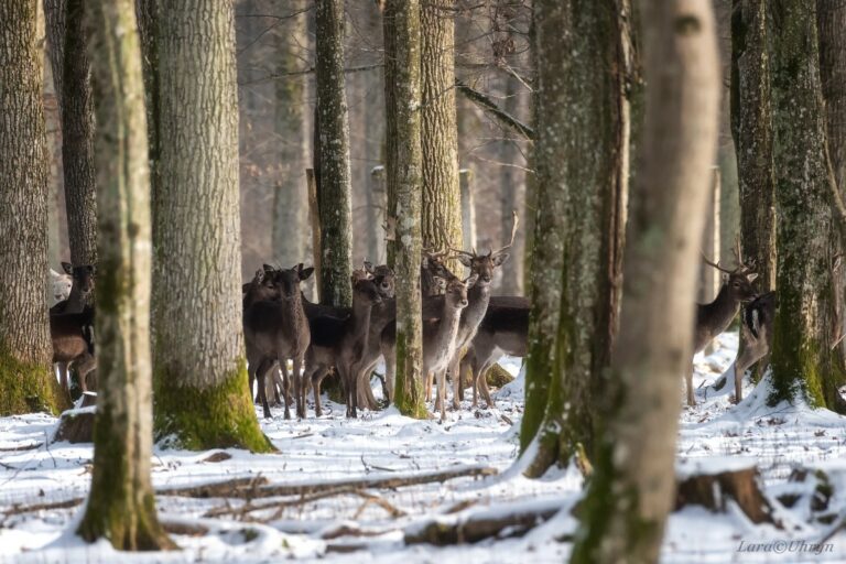 Kárpátalja ma: szarvasok a rengetegben