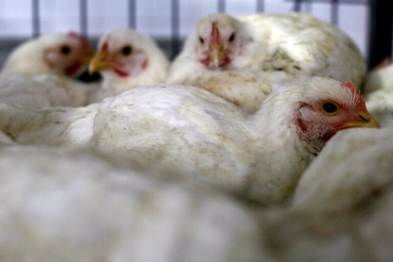 Ukrajna csökkentette a baromfihús és a tojás exportját