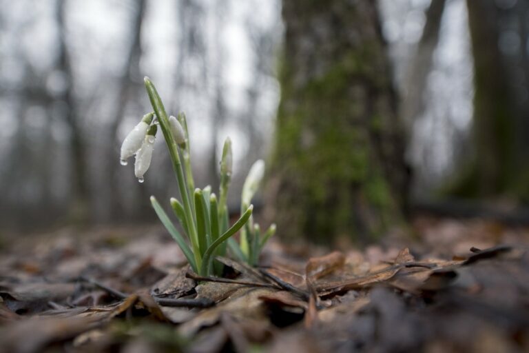 Fekete István: Hóvirág