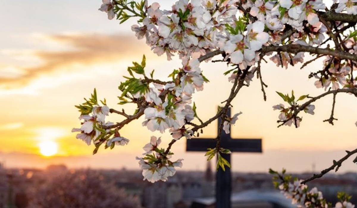 kereszt virágzó fa