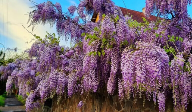 Radnóti Miklós: Június