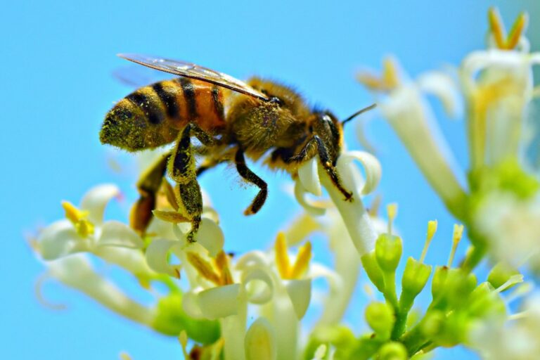 Nincs élet nélkülük – ma van a méhek világnapja