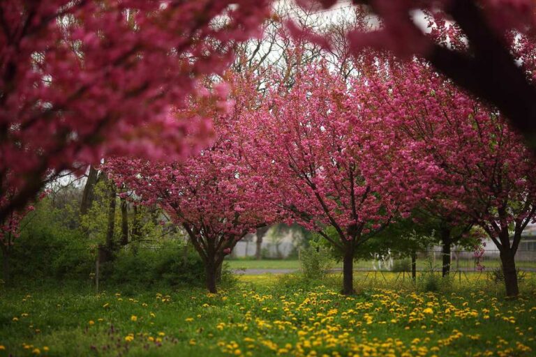 A virágturizmus évének nyilvánították 2024-et Kárpátalján