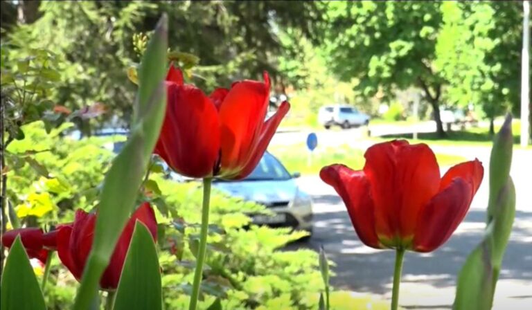 tulipán