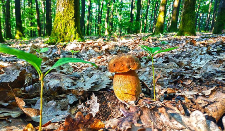 Megkezdődött a nyári gombaszezon Kárpátalján
