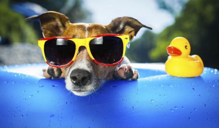 Hasznos tanácsok kánikula idejére