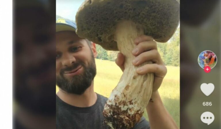 Kárpátalja ma: óriásgomba Alsószinevéren