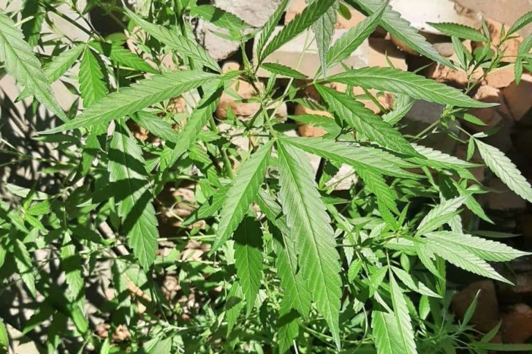 Nagymamája udvarán termesztett marihuánát egy nagylucskai férfi