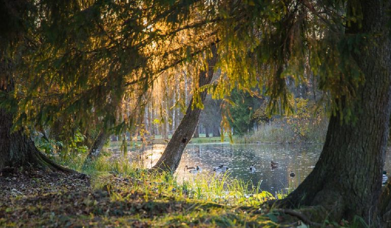 Szabó Lőrinc: Erdei lomb és széllengette bokor