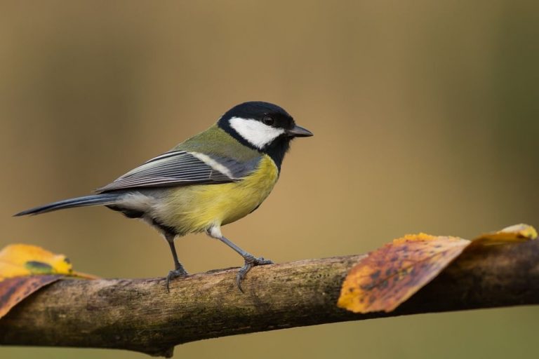 Móra Ferenc: A cinege cipője
