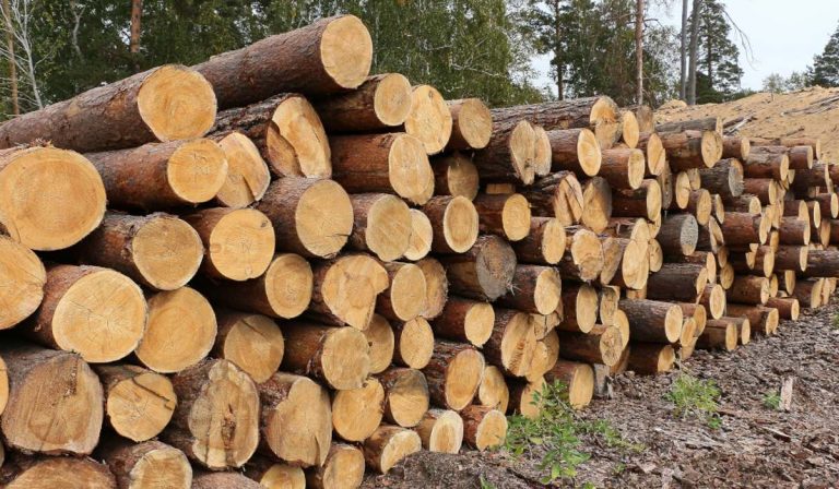 Engedélyeznék a faexportot Ukrajnában
