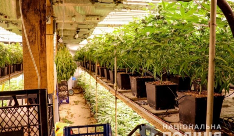 Hatalmas kannabisz ültetvényre bukkantak Nagyszőlős közelében