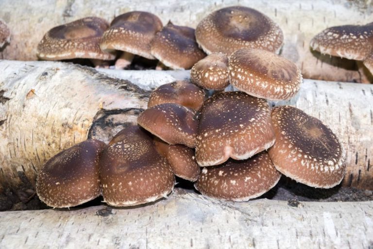 Kárpátalja ma: egzotikus gombákat termesztenek Koncházán