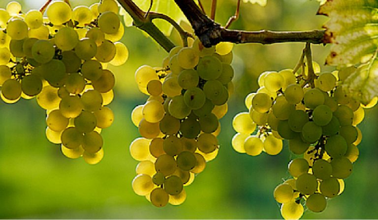 Bőséges az idei szőlőtermés Kárpátalján