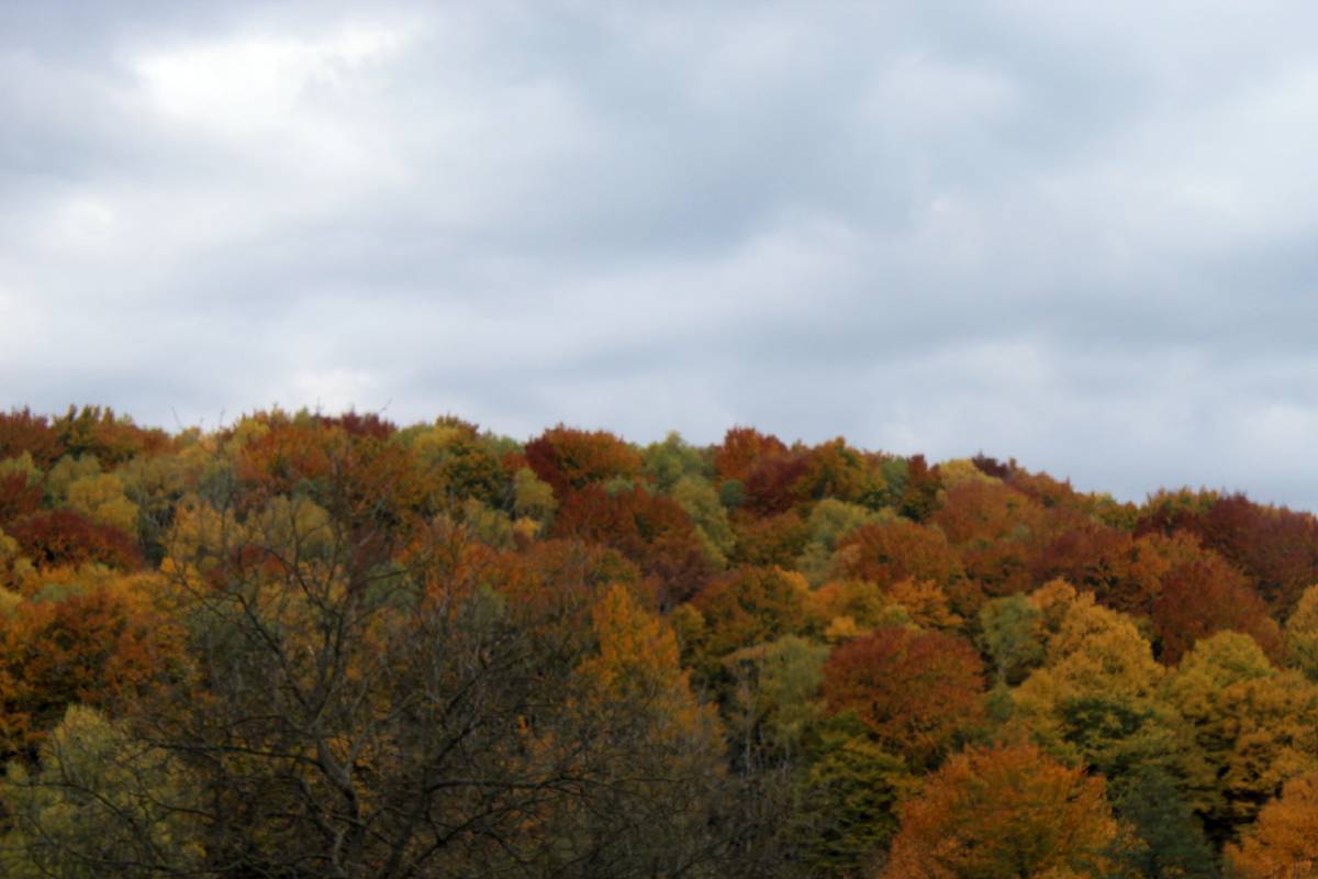ősz erdő