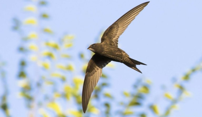 Kihalás fenyeget minden ötödik európai madárfajt