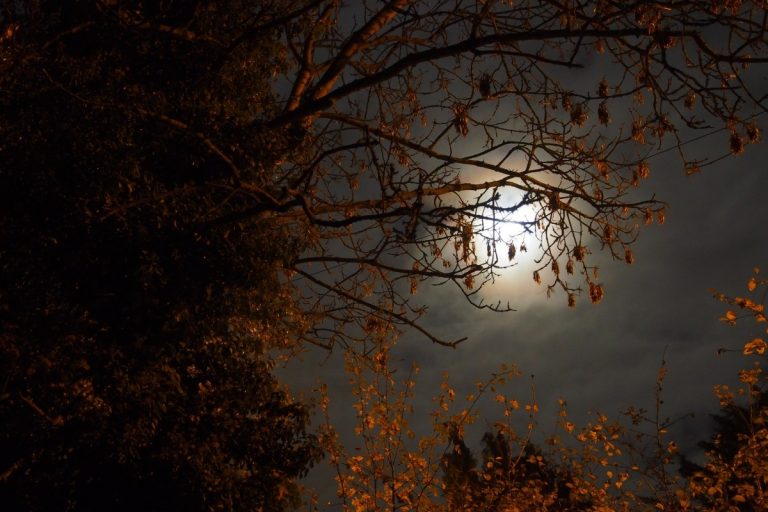 Weöres Sándor: Valse triste