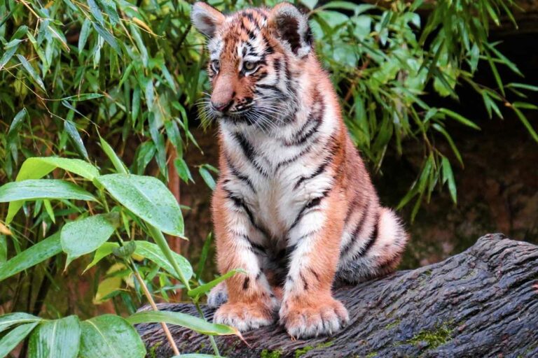 tigris