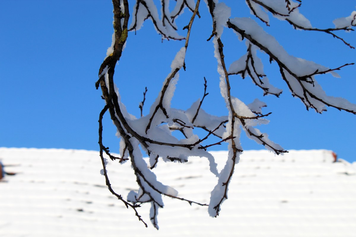 tél fa hó