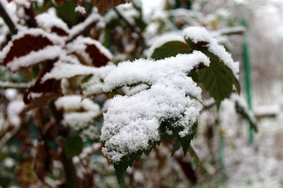 tél hó havas havazás