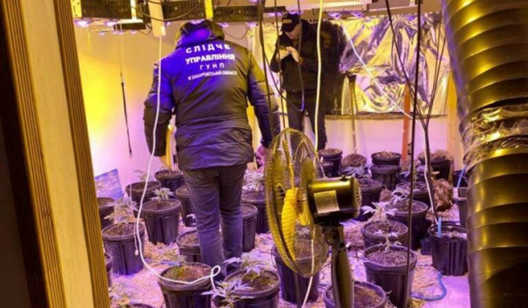 A házában termesztett kannabiszt egy férfi a Munkácsi járásban