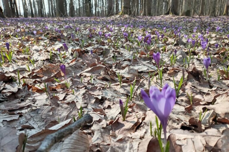 A természet nem háborúzik