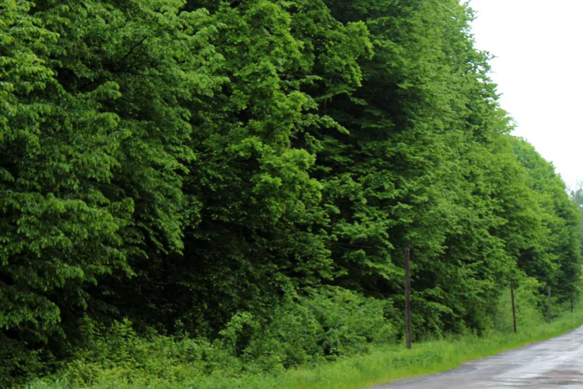 erdő zöld