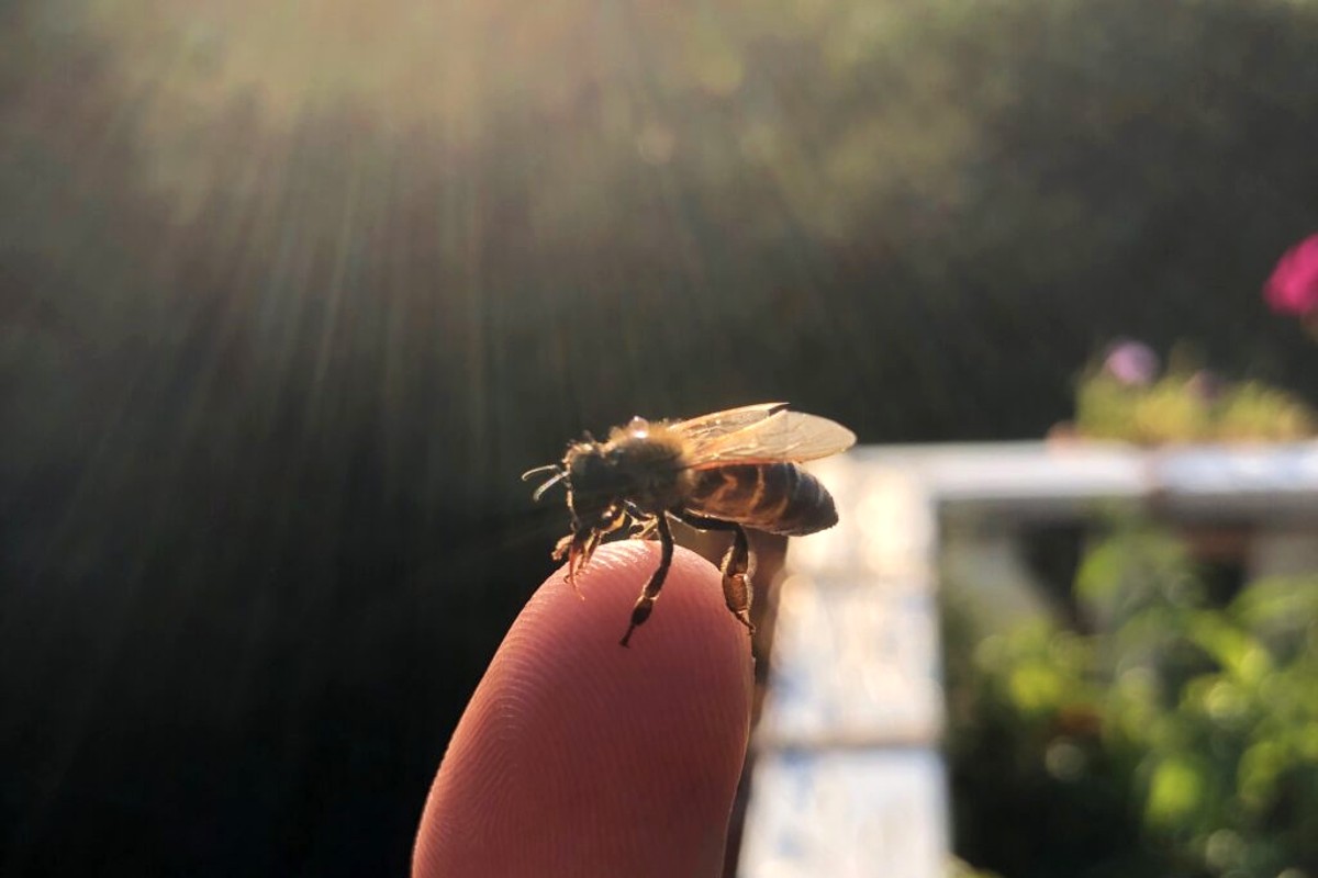 Akik nélkül nincs holnap – ma van a méhek világnapja