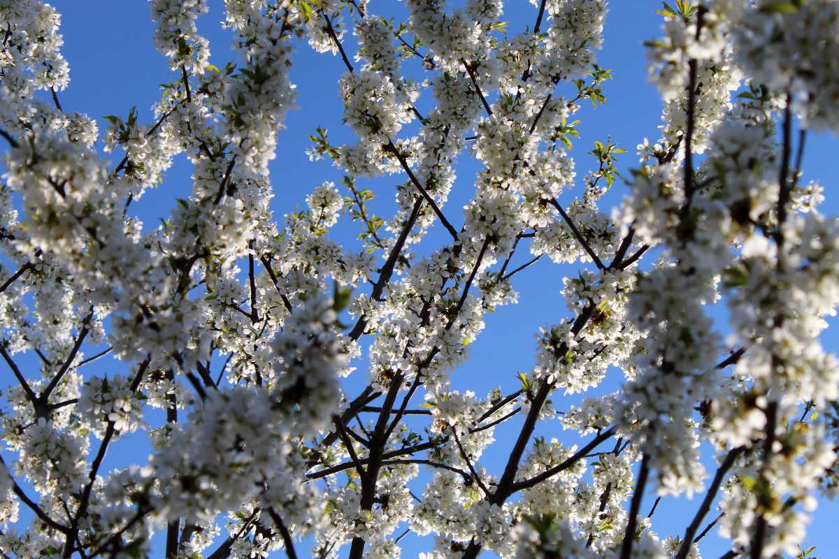 virág fa virágzás