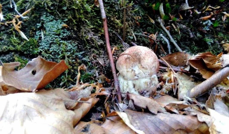 Kárpátalja ma: az idei első fehér gomba megyénkben