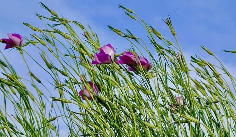 Viharos szélre figyelmeztetnek Kárpátalján
