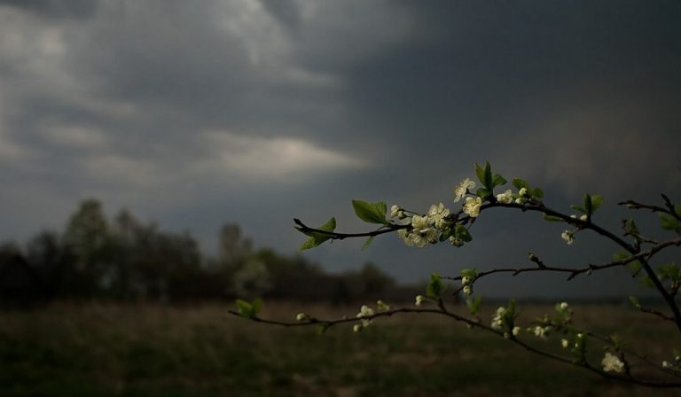 Radnóti Miklós: Őrizz és védj
