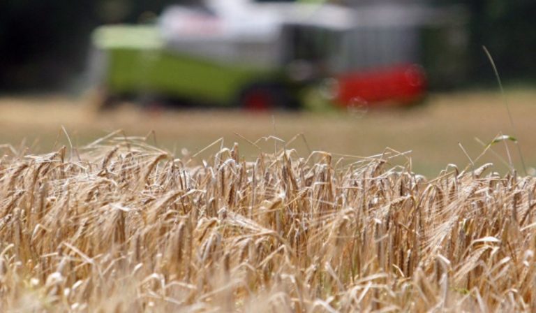 Csökkenhet a búza vetésterülete idén Ukrajnában