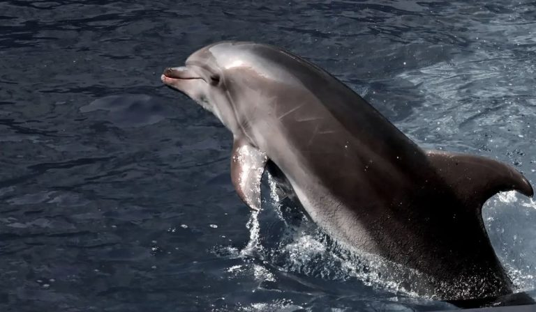 delfin