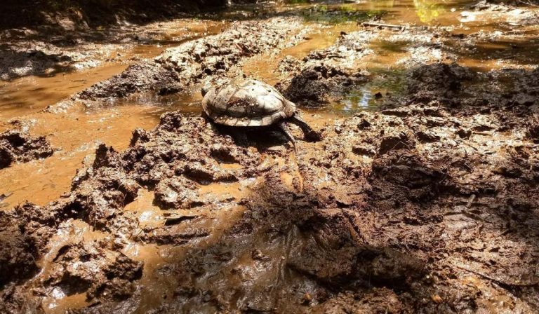 Mocsári teknőst fotóztak Kárpátalján